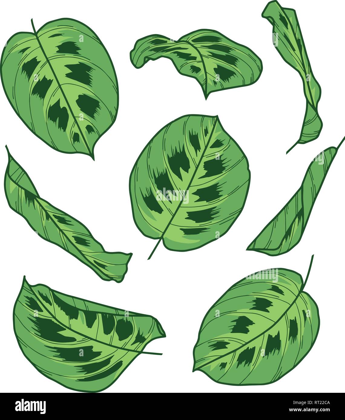 Collection de dessins vectoriels feuilles exotiques de Maranta Leuconeura Plante Prière Kerchoveana Illustration de Vecteur