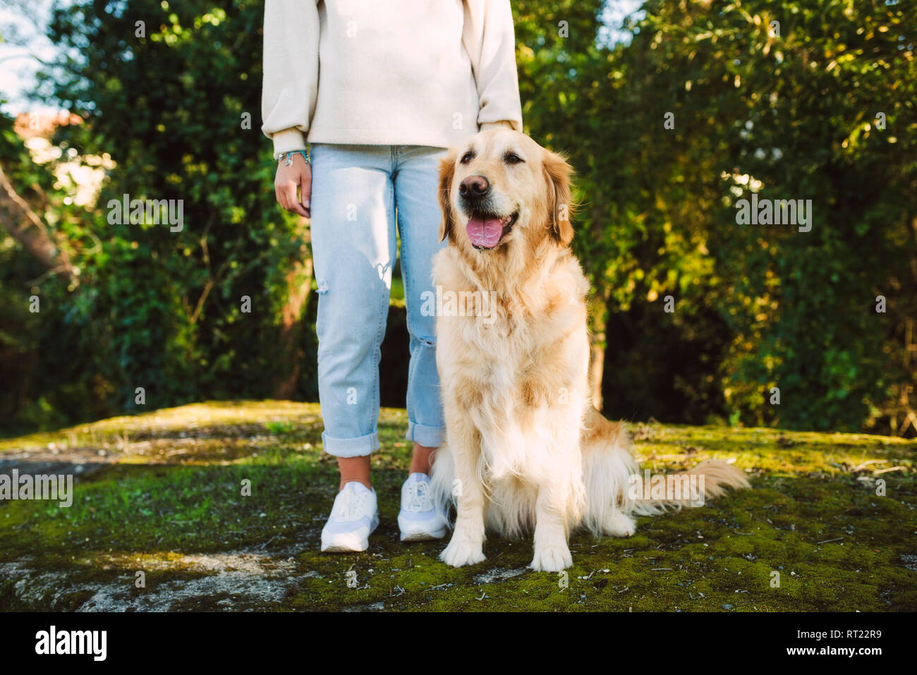 Femme à côté de golden retriever dog sitting on a meadow Banque D'Images