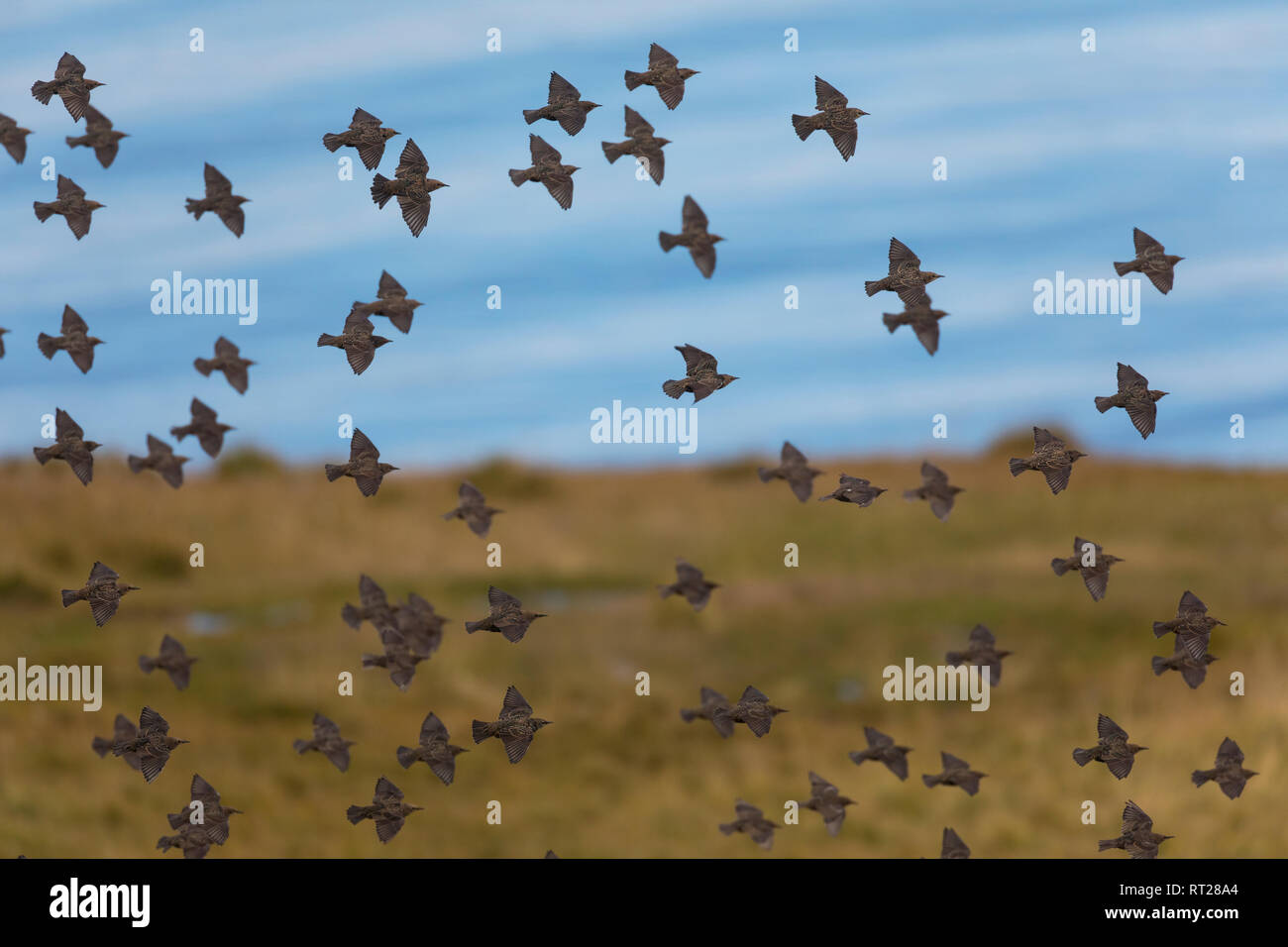 Star, Stare, Trupp, Schwarm, Starenschwarm, sammeln sich im Herbst zum Zug gen Süden, Sturnus vulgaris, l'étourneau sansonnet étourneau sansonnet, L'Étournea Banque D'Images