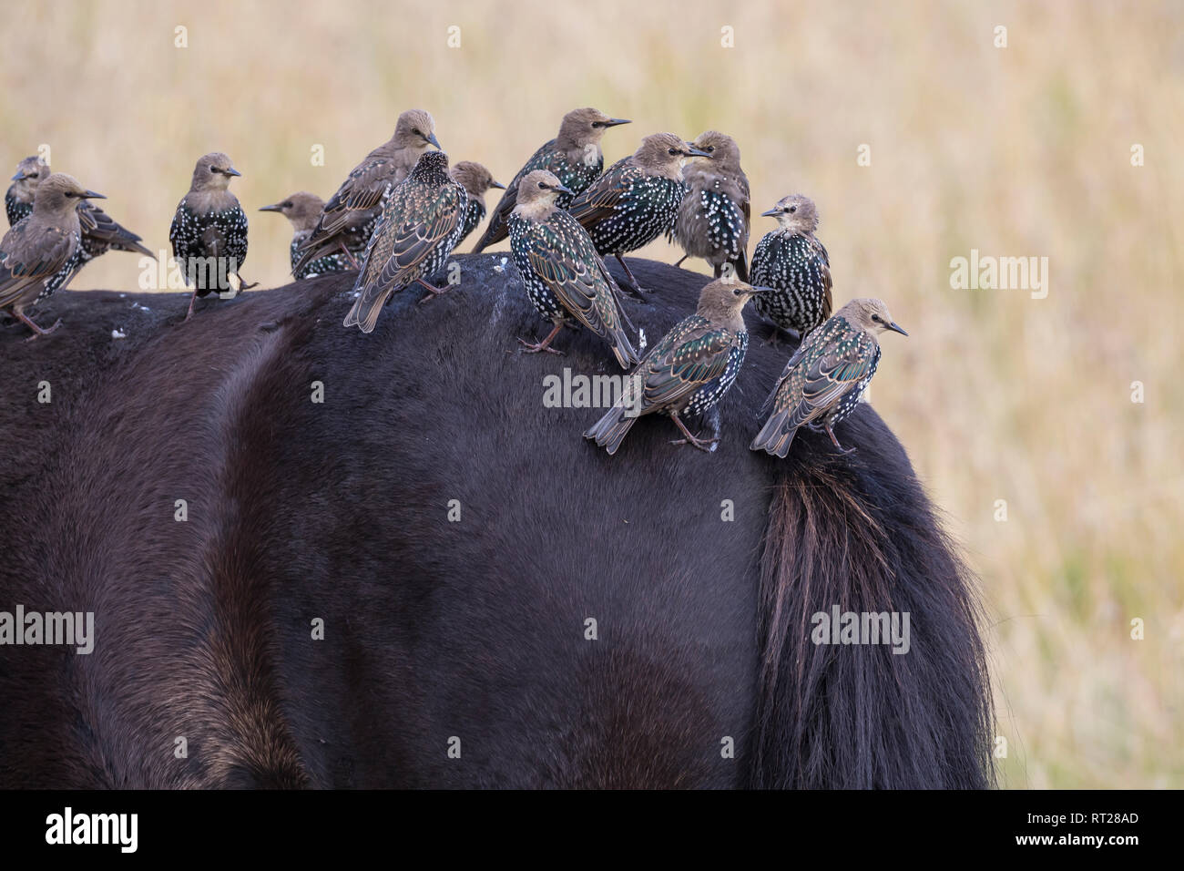 Stare und Islandponies, Star, Trupp, Schwarm, Starenschwarm, sammeln sich im Herbst zum Zug gen Süden und landen auf Pferderücken, Sturnus vulgaris, E Banque D'Images