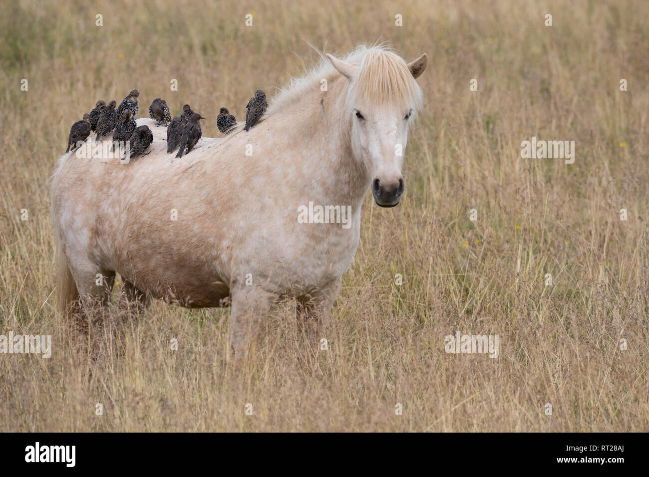 Stare und Islandponies, Star, Trupp, Schwarm, Starenschwarm, sammeln sich im Herbst zum Zug gen Süden und landen auf Pferderücken, Sturnus vulgaris, E Banque D'Images