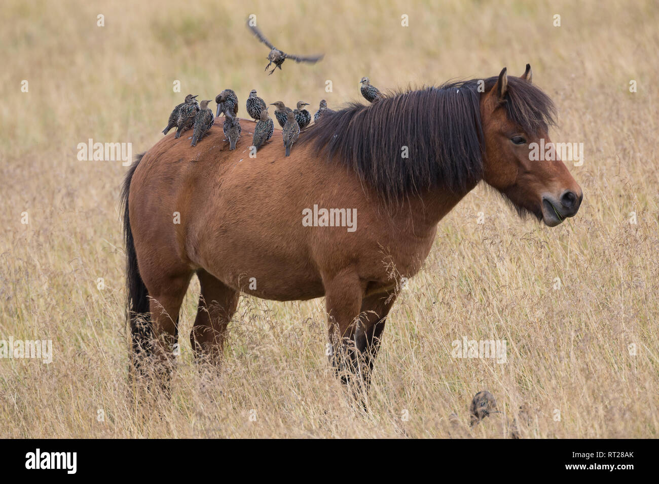 Stare und Islandponies, Star, Trupp, Schwarm, Starenschwarm, sammeln sich im Herbst zum Zug gen Süden und landen auf Pferderücken, Sturnus vulgaris, E Banque D'Images