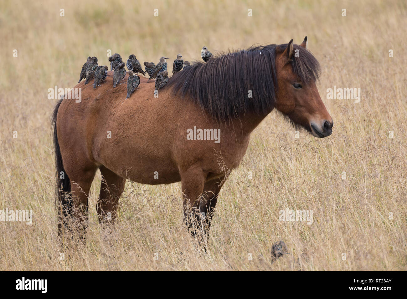 Stare und Islandponies, Star, Trupp, Schwarm, Starenschwarm, sammeln sich im Herbst zum Zug gen Süden und landen auf Pferderücken, Sturnus vulgaris, E Banque D'Images