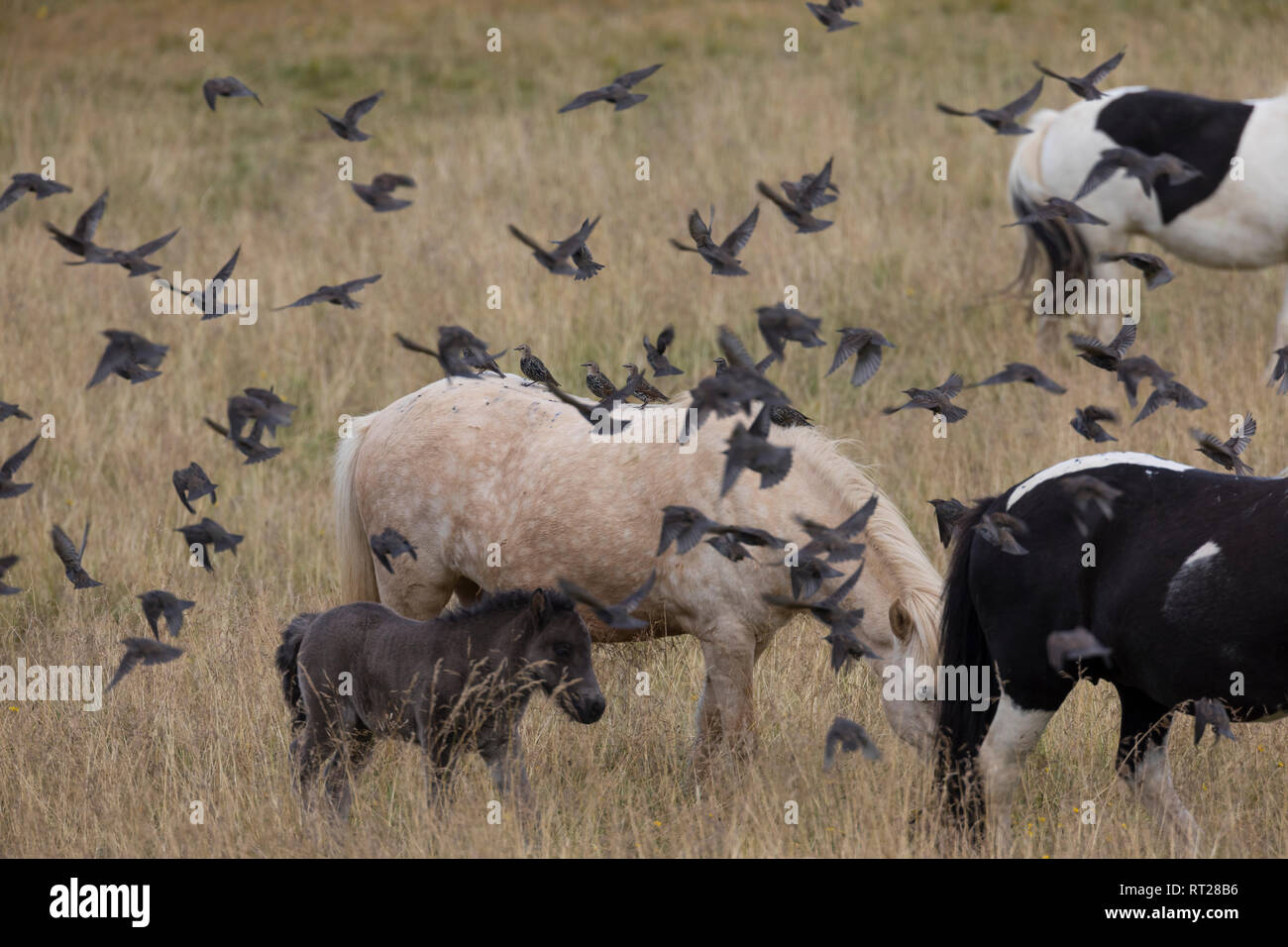 Stare und Islandponies, Star, Trupp, Schwarm, Starenschwarm, sammeln sich im Herbst zum Zug gen Süden und landen auf Pferderücken, Sturnus vulgaris, E Banque D'Images