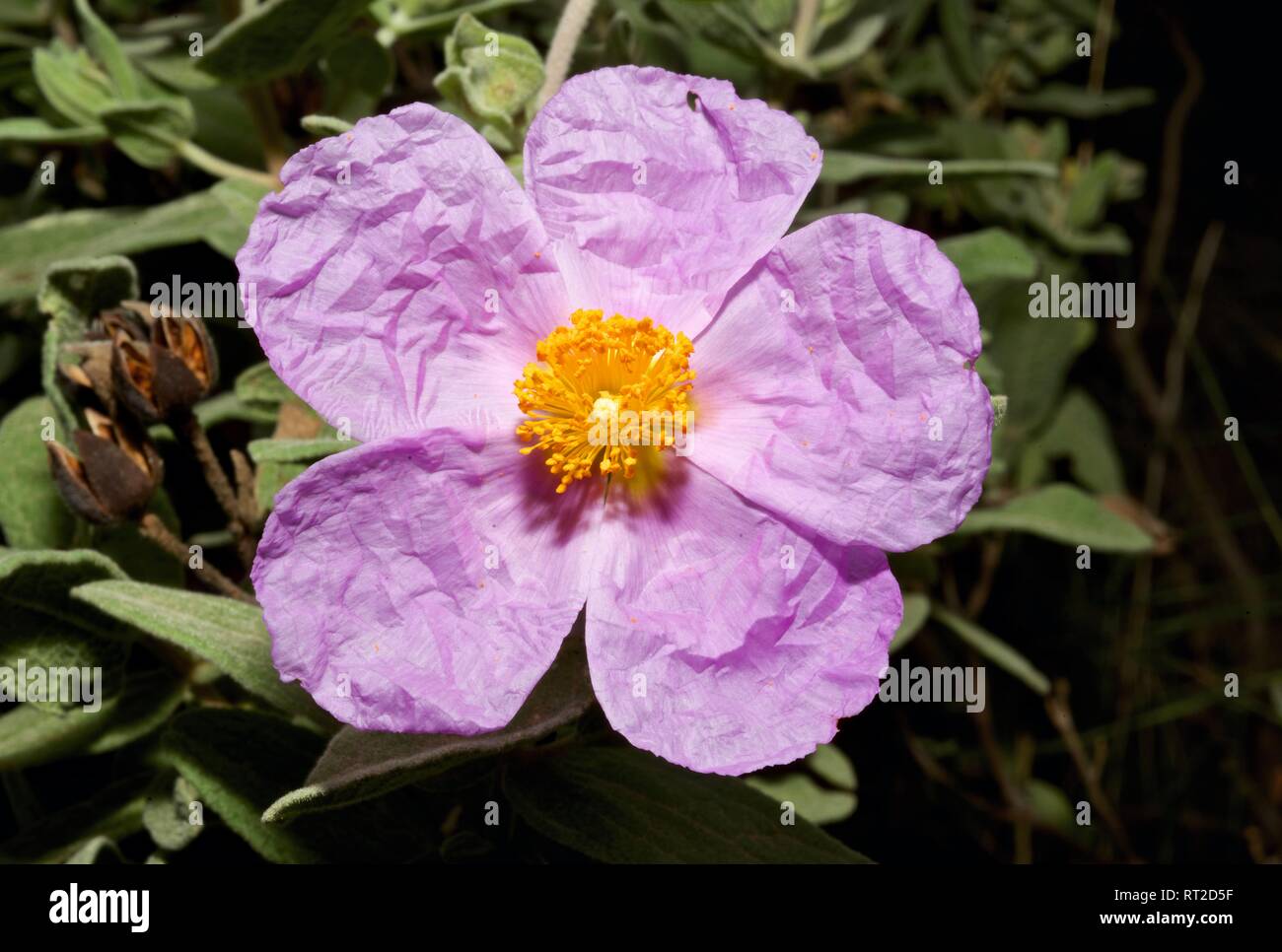 Cistus albidus ciste à feuilles gris. Banque D'Images