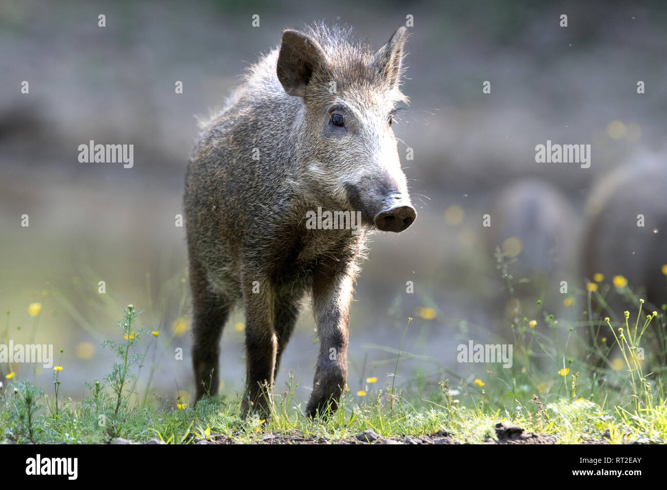 Les porcs, les porcs, les animaux réels, animaux endémiques locales, les jeunes sangliers, animaux à onglons, sow, faire un gâchis, de faire un gâchis en été, black smock, bl Banque D'Images