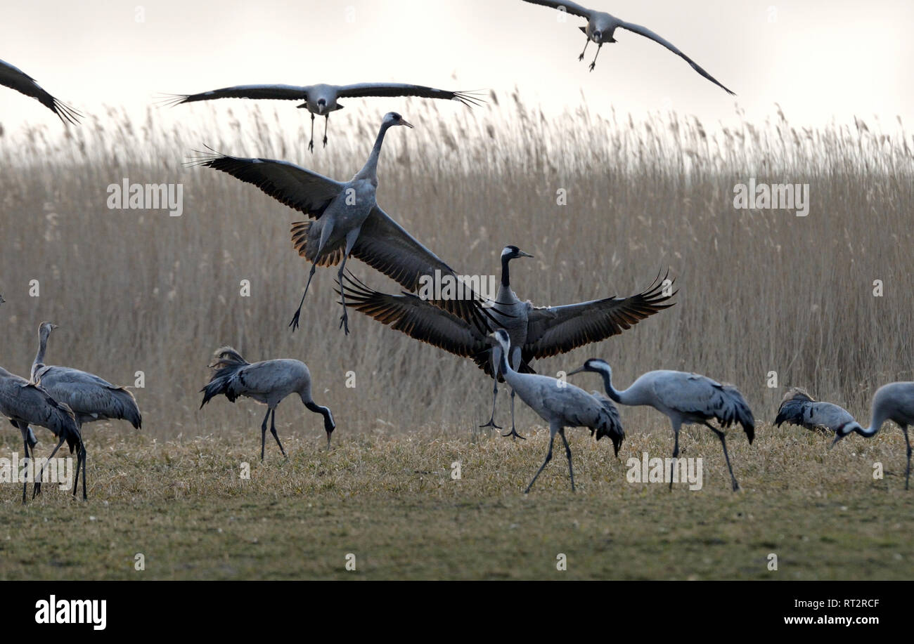 Du Vrai Grues Grues Gris Grus Grus Grue Grues Oiseaux