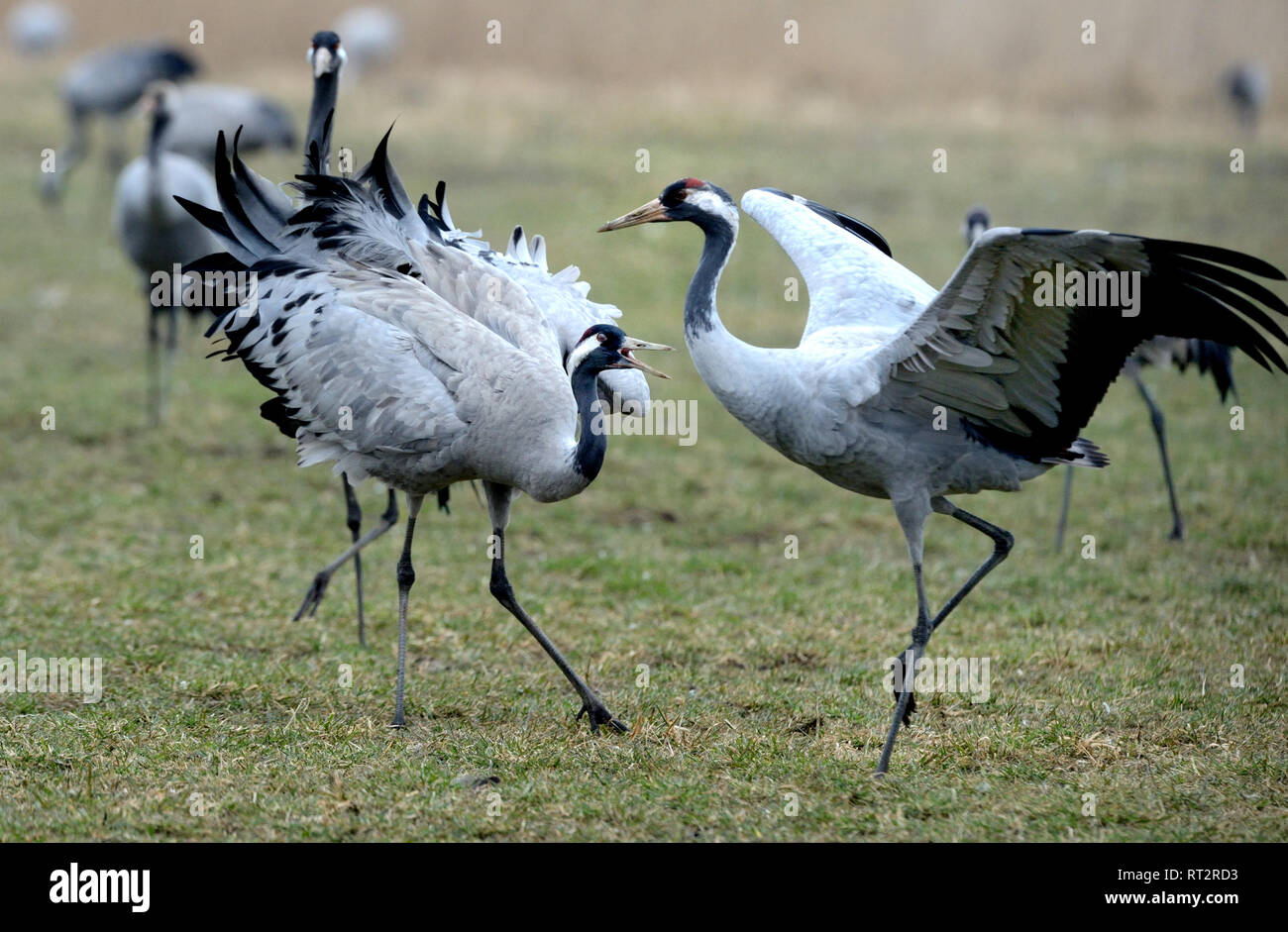 Du Vrai Grues Grues Gris Grus Grus Grue Grues Oiseaux