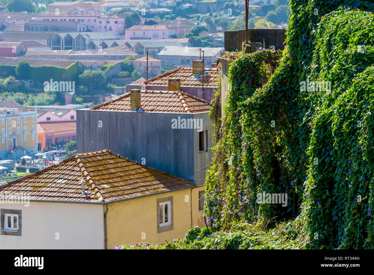 Les plantes vertes couvertes le mur dans la ville de Porto, Portugal. Banque D'Images