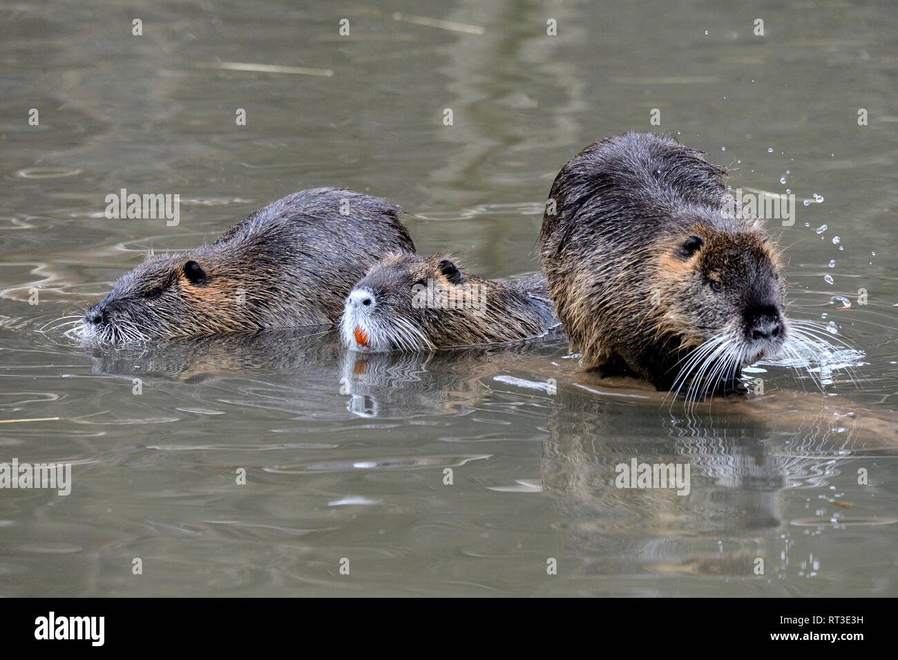 Les Castors, les castors, ragondins, Mycastor coypus, rongeur, rongeur, le ragondin, le castor, la queue de rat, queue de castor, rat d'eau de marais *** *** Local Caption Castors, beave Banque D'Images
