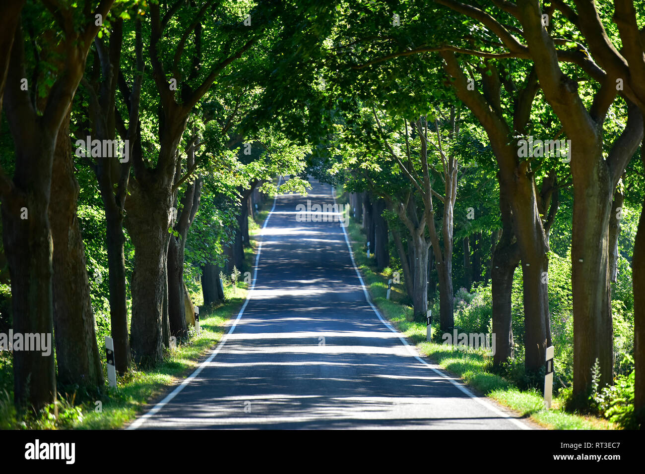 Allemagne, Ruegen, vide chemin bordé d'arbres Banque D'Images