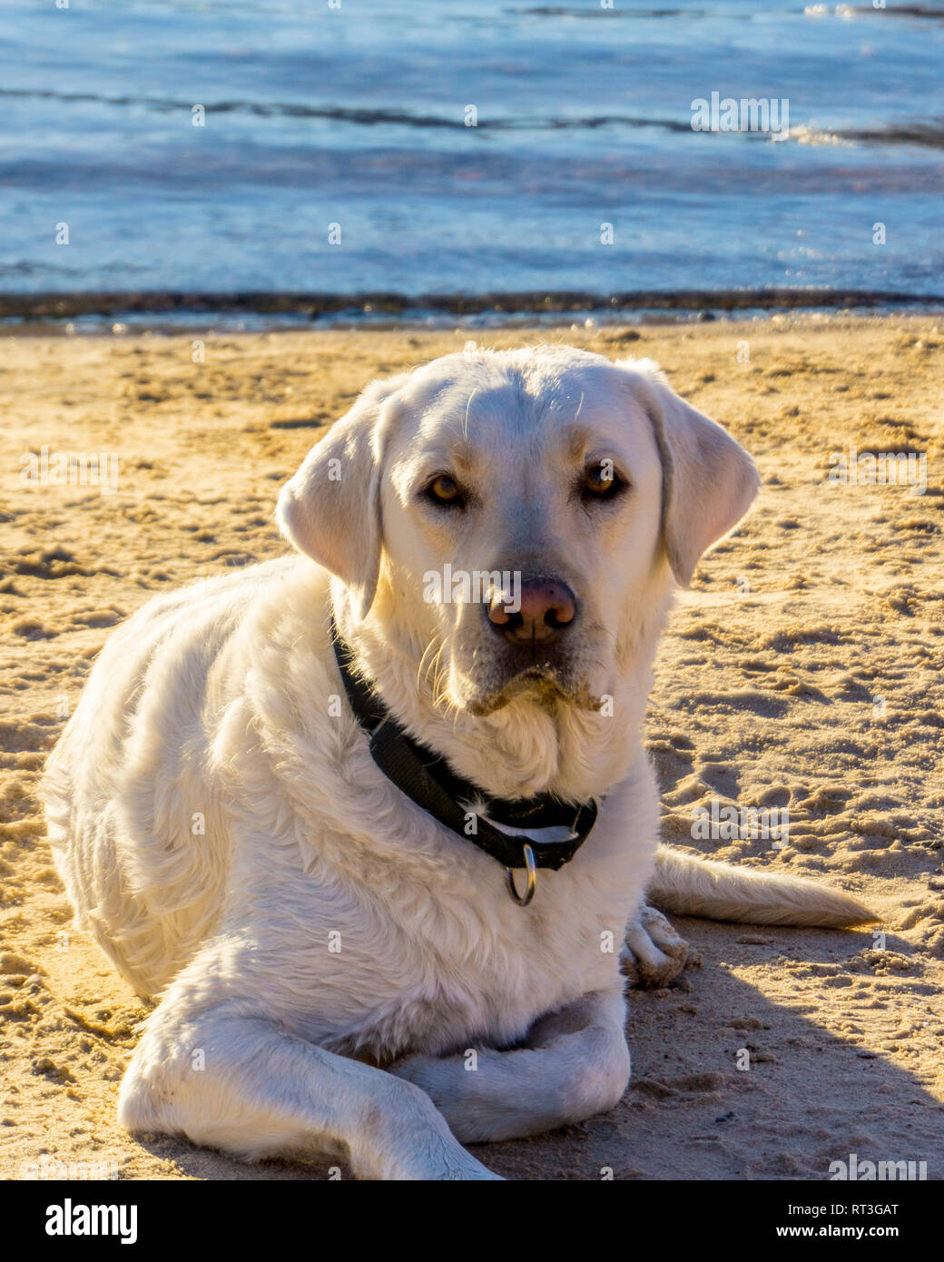 Retrievers du Labrador sur la plage du lac Mojave sur le fleuve Colorado dans l'Arizona où vous pouvez bateau à la plage et au camp ou séjour juste pour une journée. Banque D'Images