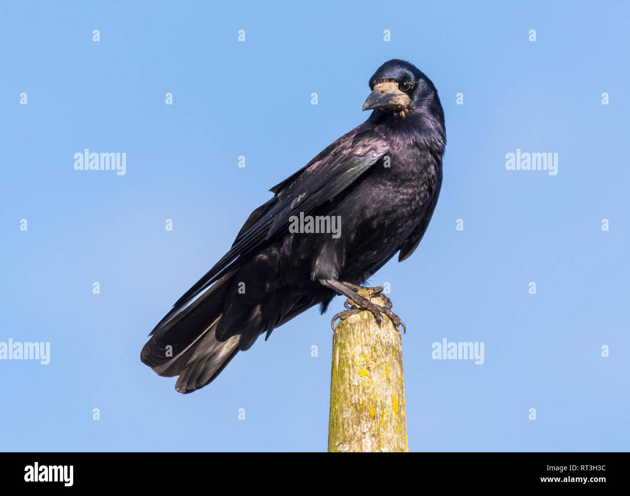 Des profils corbeau freux (corvus frugilegus) perché sur un poste alors qu'à la tour en hiver dans le West Sussex, Royaume-Uni, contre le ciel bleu. Banque D'Images