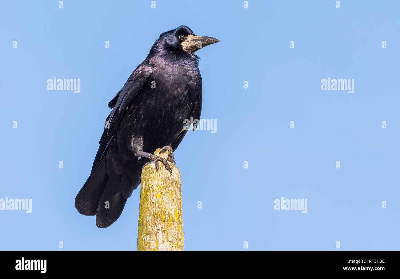 Des profils corbeau freux (corvus frugilegus) perché sur un post en hiver dans le West Sussex, Royaume-Uni, contre le ciel bleu. Banque D'Images