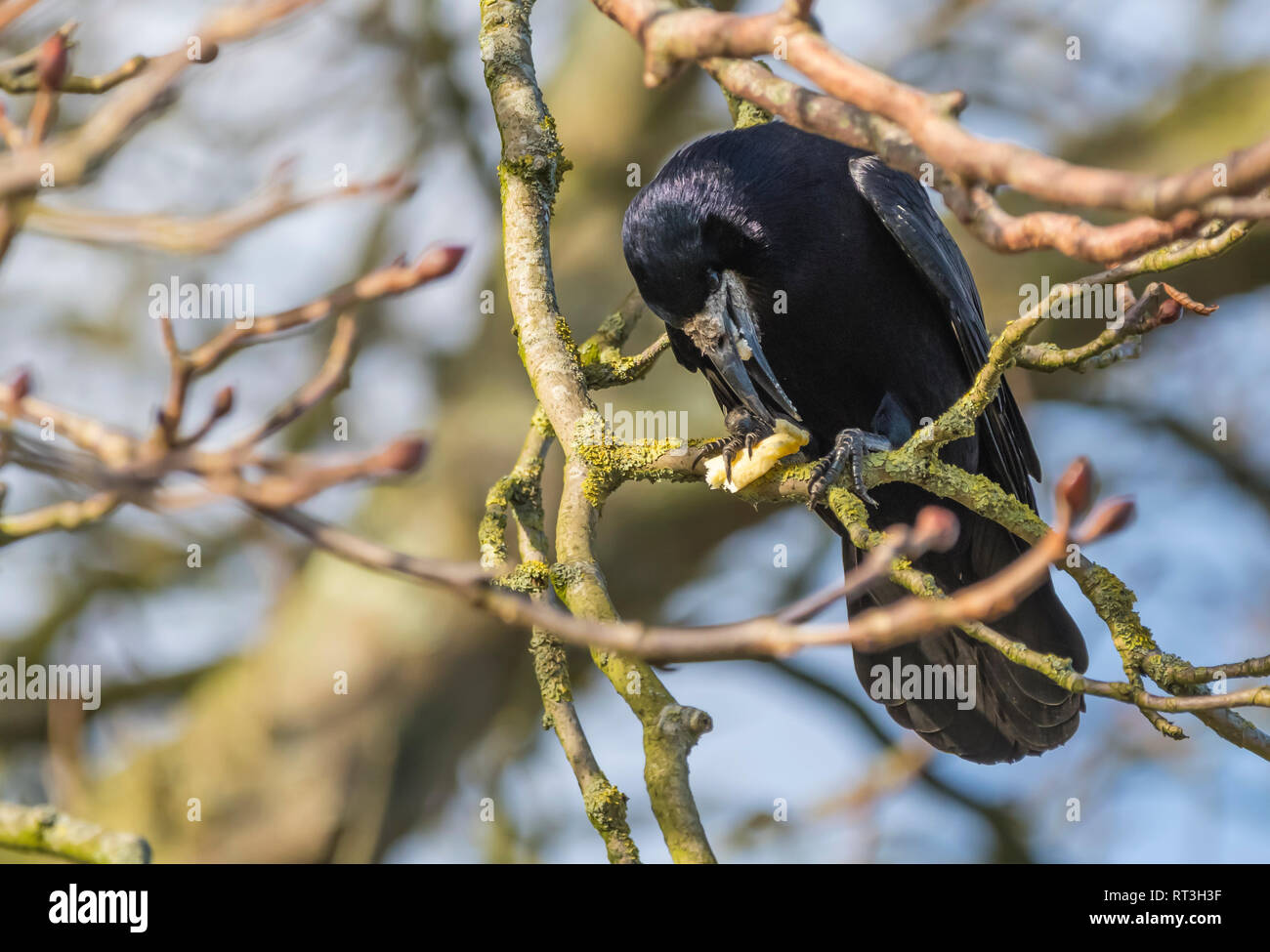 Des profils corbeau freux (corvus frugilegus) perché sur une branche l'alimentation en hiver dans le West Sussex, Royaume-Uni. Tour de manger. Banque D'Images