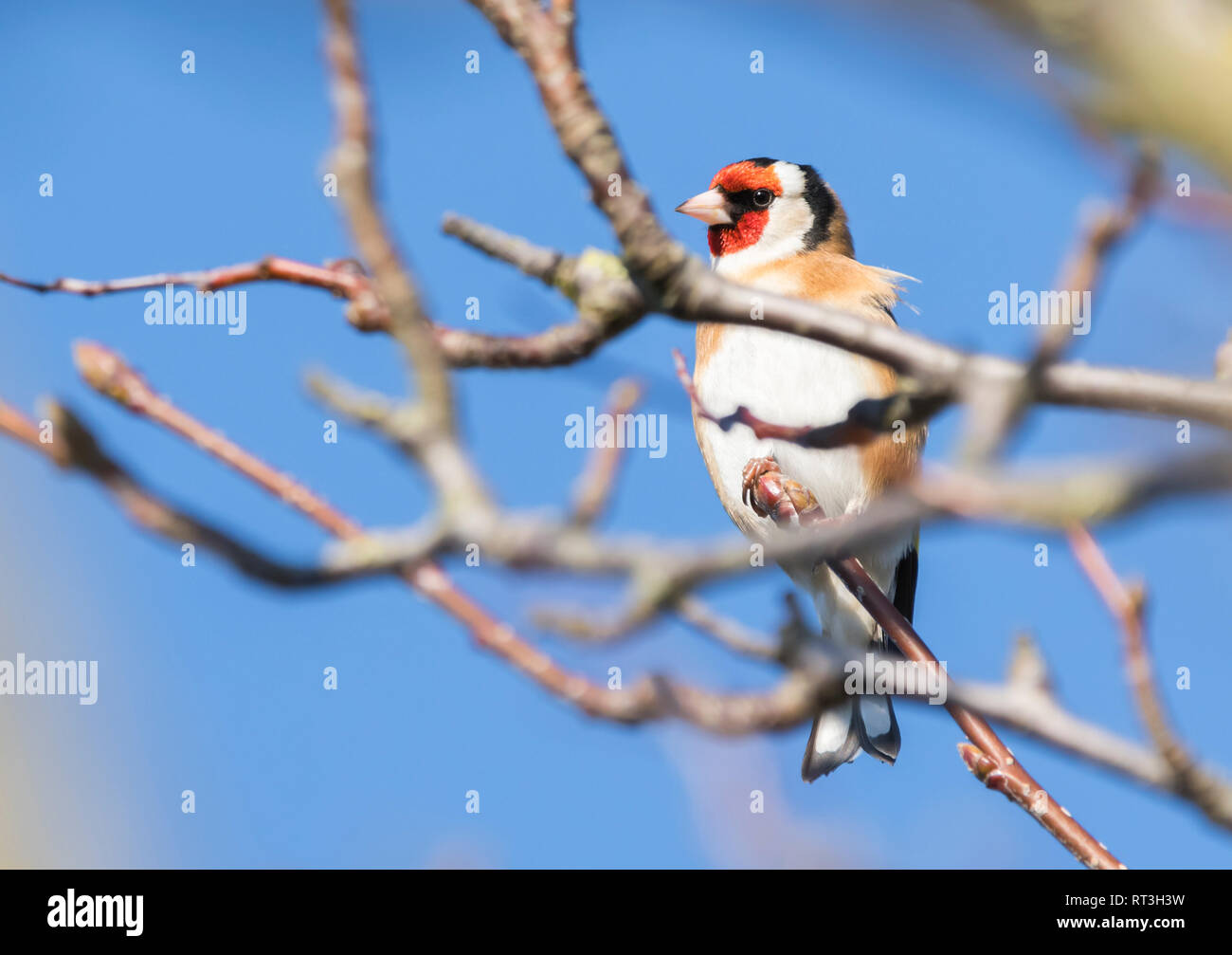 Hot bird Chardonneret jaune (Carduelis carduelis) perché sur une branche d'arbre en hiver avec ciel bleu dans le West Sussex, Royaume-Uni. Banque D'Images