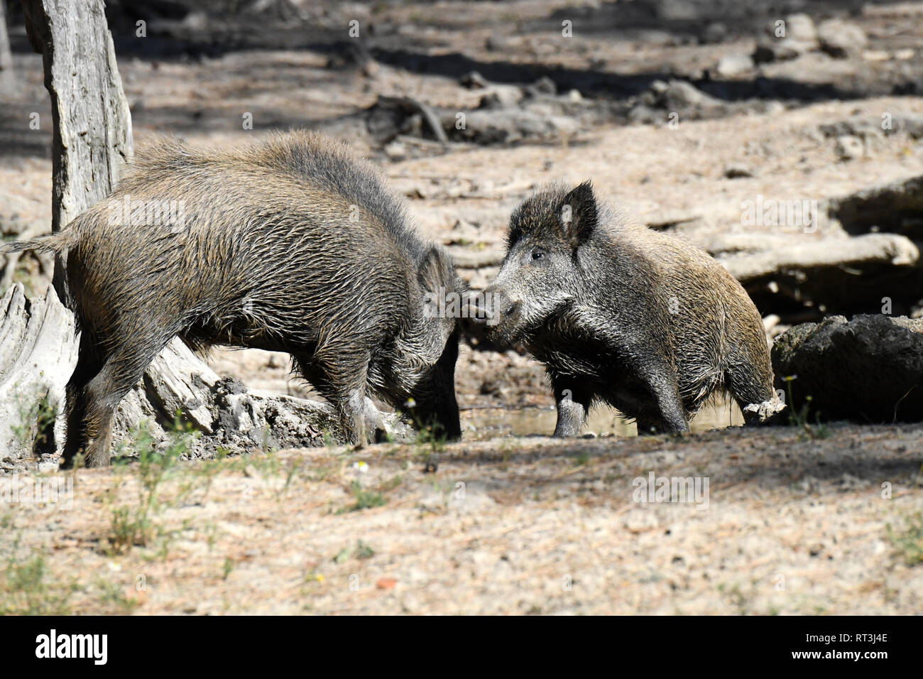 Les porcs, du vrai cochons, animaux à onglons, semer, faire un gâchis, de faire un gâchis en été, faire un désordre dans l'se vautrer, black smock, jeu noir, cochon, cochon Banque D'Images