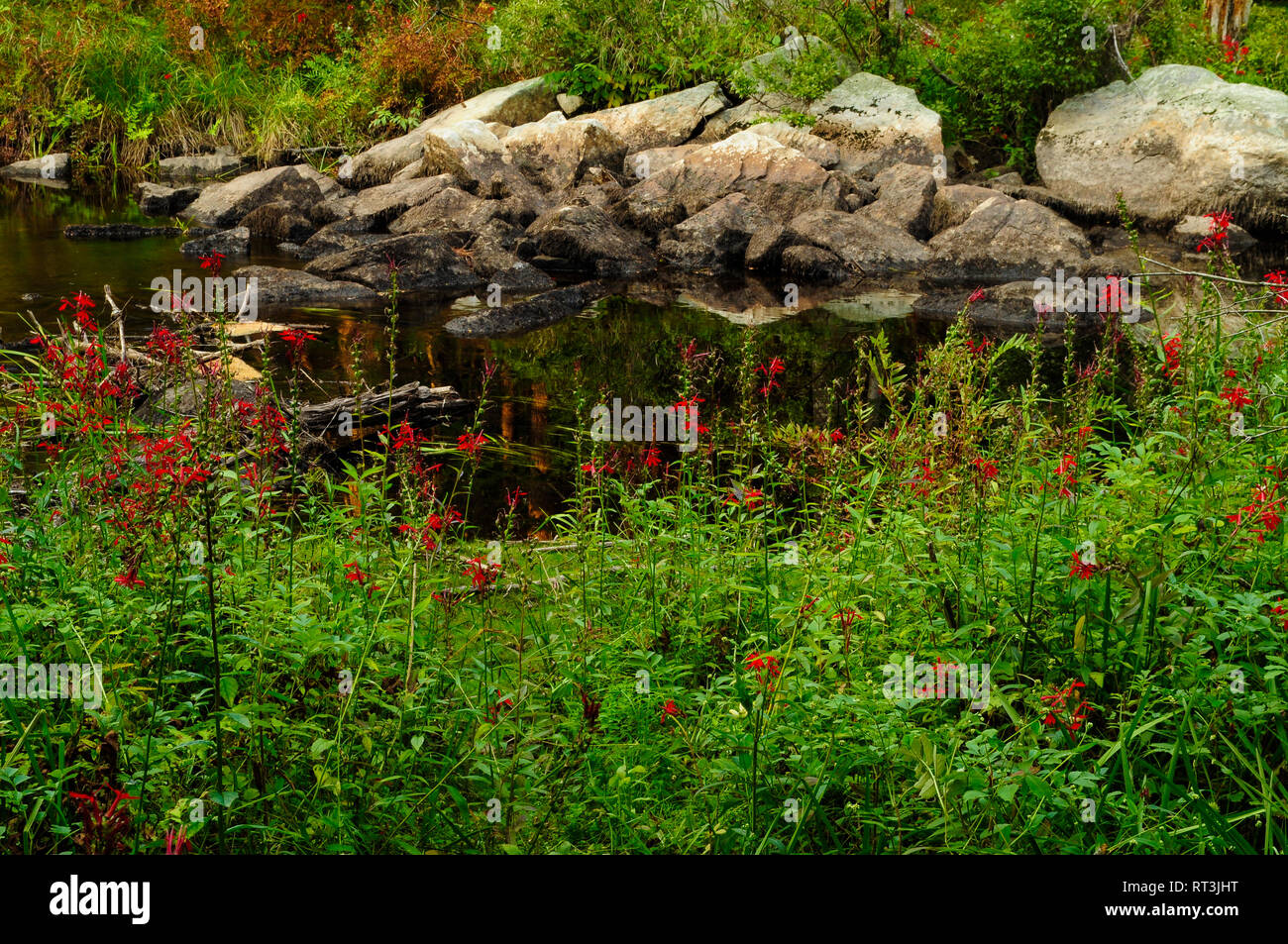 Le Cardinal fleurs, Lobelia cardinalis, qui fleurit en août à Stewart Creek dans la réserve forestière de l'Adirondack dans l'État de New York Banque D'Images