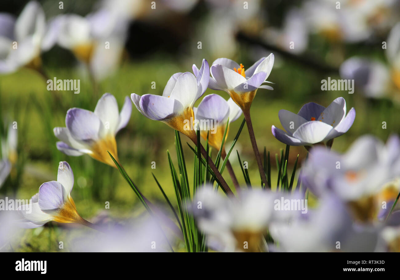 Bel ensemble de Crocus blancs dans un champ ensoleillé au printemps. Focus sélectif. Banque D'Images