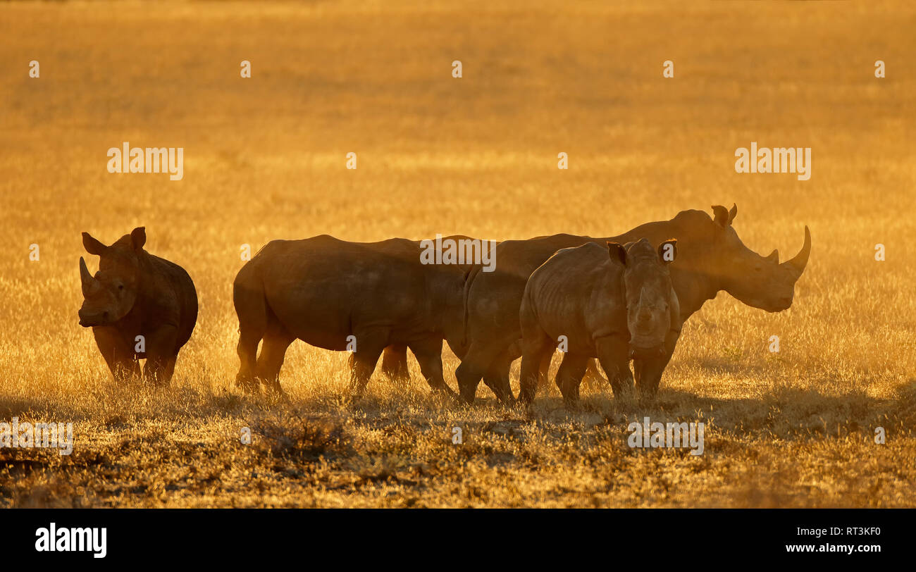 Groupe de rhinocéros blanc (Ceratotherium simum) dans la poussière au coucher du soleil, l'Afrique du Sud Banque D'Images
