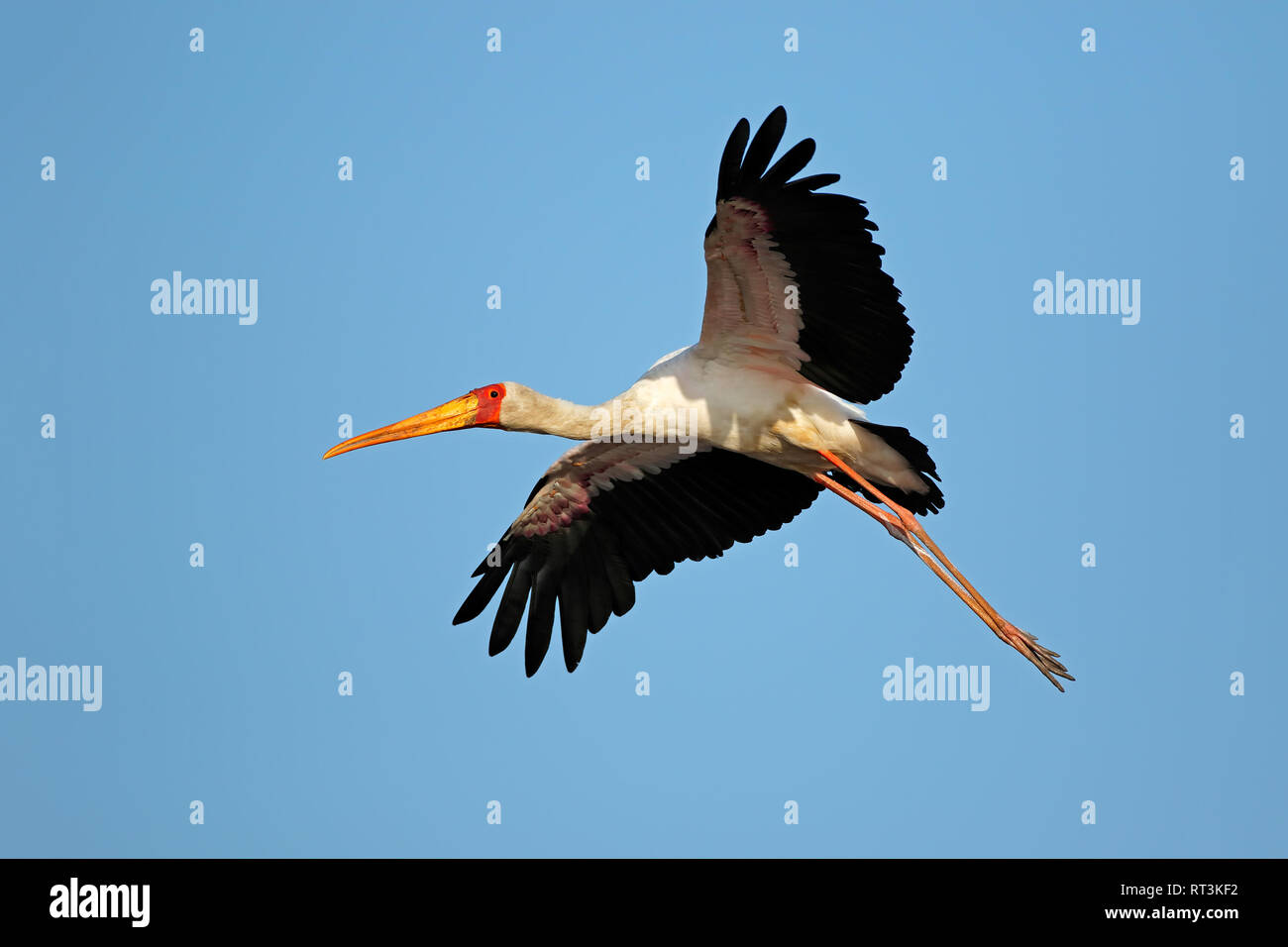 Yellow-billed stork (Mycteria ibis) en vol, Kruger National Park, Afrique du Sud Banque D'Images
