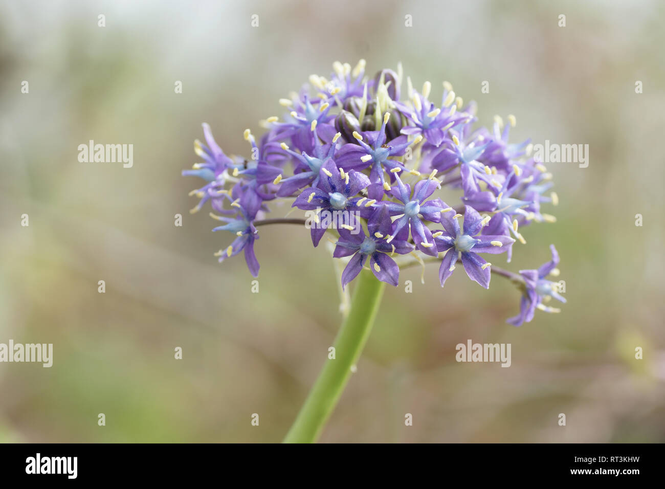 Scilla peruviana Banque D'Images