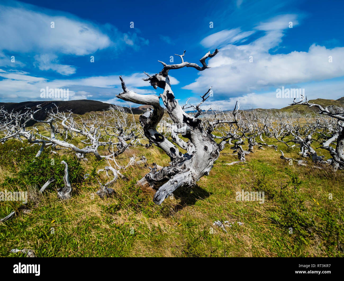 Le Chili, la Patagonie, le Parc National Torres del Paine, d'arbres morts Banque D'Images