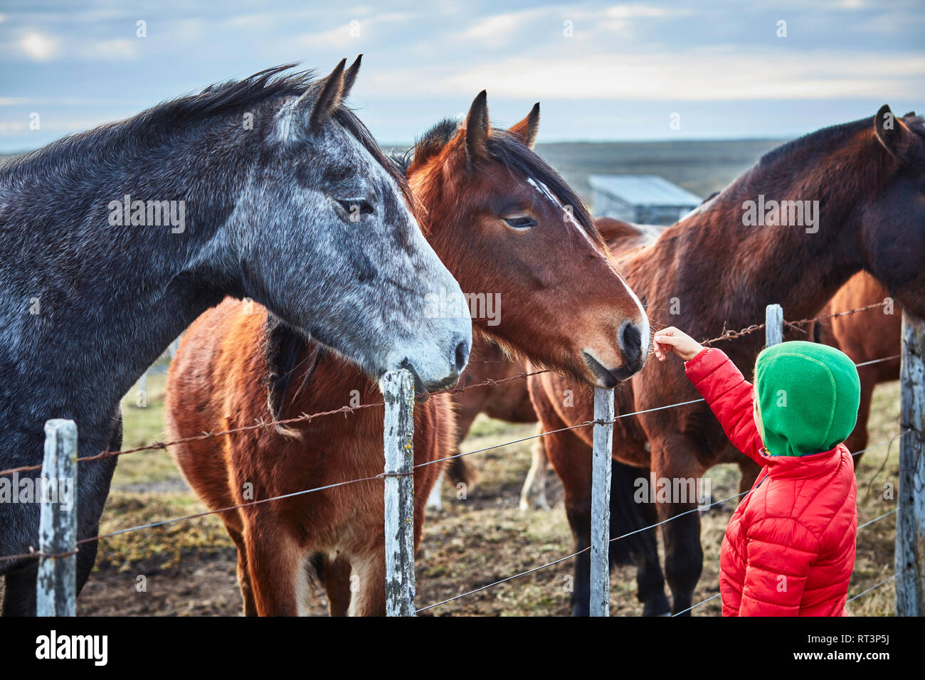 Chili, Terre de Feu, Porvenir, garçon de caresser des chevaux dans les enclos Banque D'Images