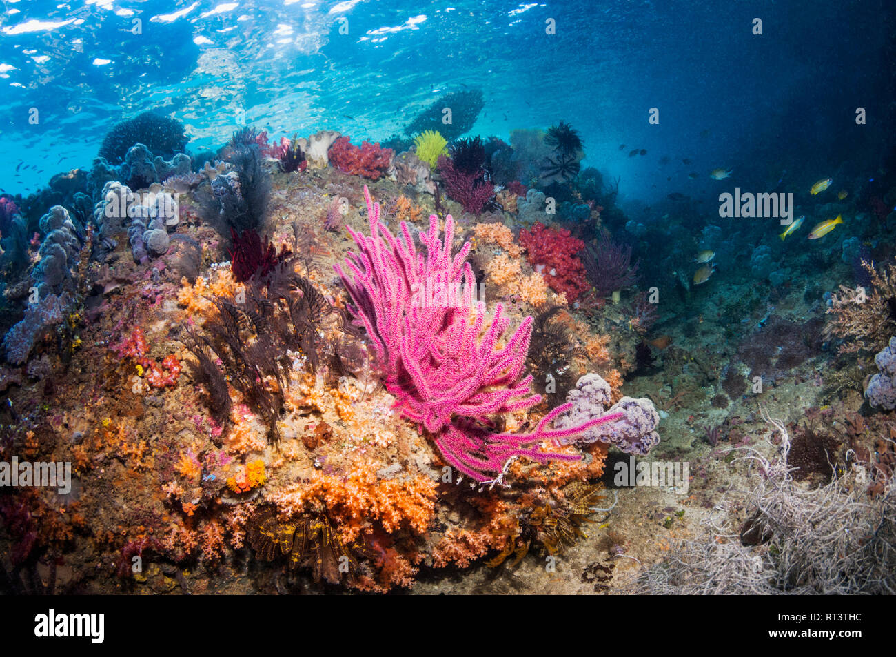 Les coraux mous sur le récif de corail. La Papouasie occidentale, en Indonésie. Banque D'Images