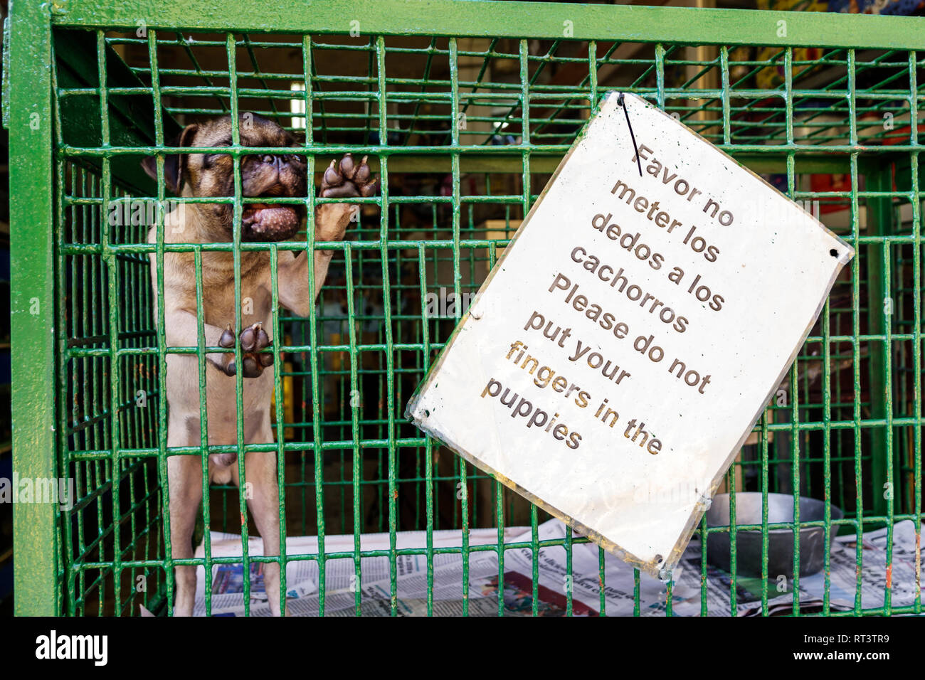 Cartagena Colombie,Centre,centre,Getsemani,magasin d'animaux de compagnie chien pug cage piting, panneau,langue espagnole,ne pas toucher chiot,COL190119037 Banque D'Images