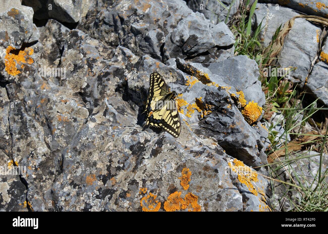 Papilio machaon Banque D'Images