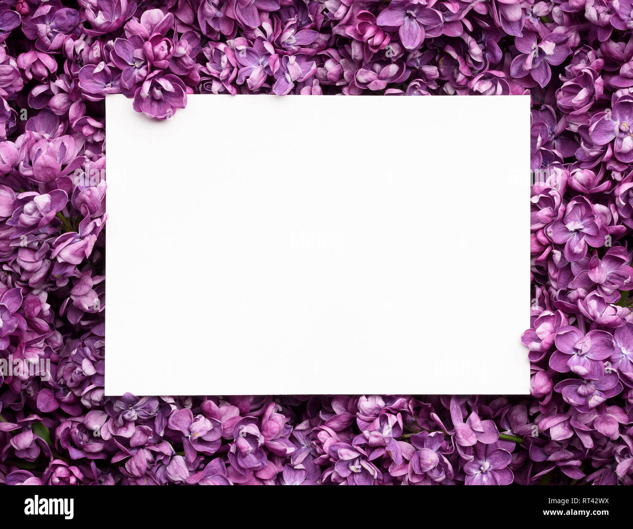 Carte de printemps avec des fleurs lilas. Feuille blanche pour notes, copier du texte pour l'espace Banque D'Images