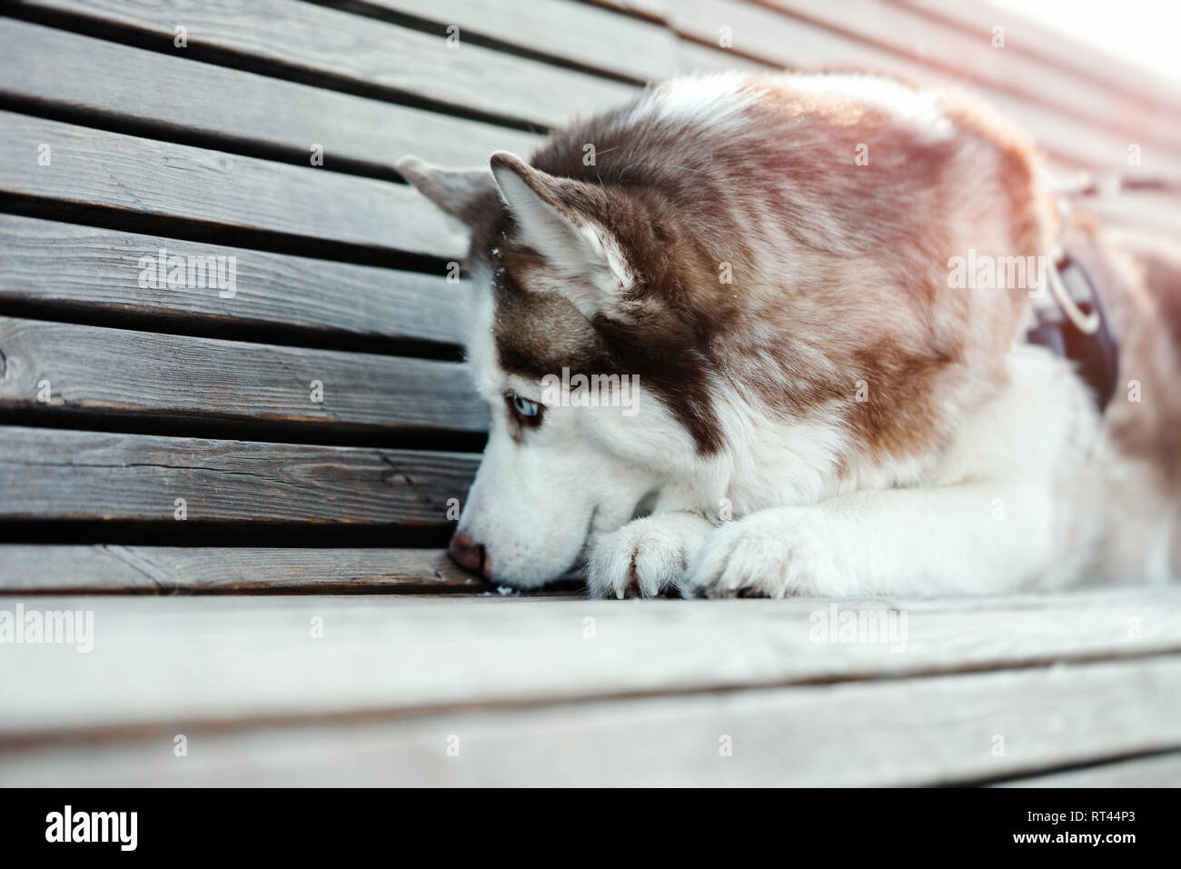 Portrait de chien Husky Sibérien mignon triste sur une marche. Chien perdu son propriétaire dans le parc moderne de jour d'hiver ensoleillé et portant sur l'établi. Banque D'Images