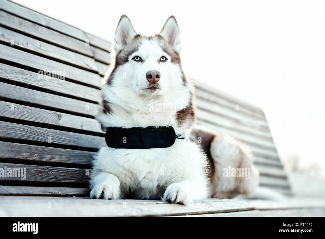 Portrait de blue eyed beau chien husky de Sibérie portant sur un banc dans le parc moderne aux beaux jours d'hiver. Banque D'Images