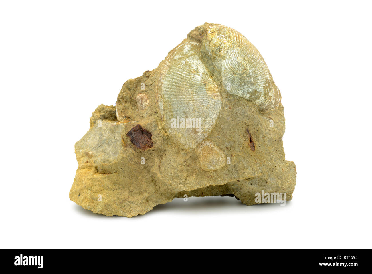 Bivalvia shell sur sand stone rock sur fond isolé. trouvé dans les montagnes du Harz en Allemagne. Banque D'Images