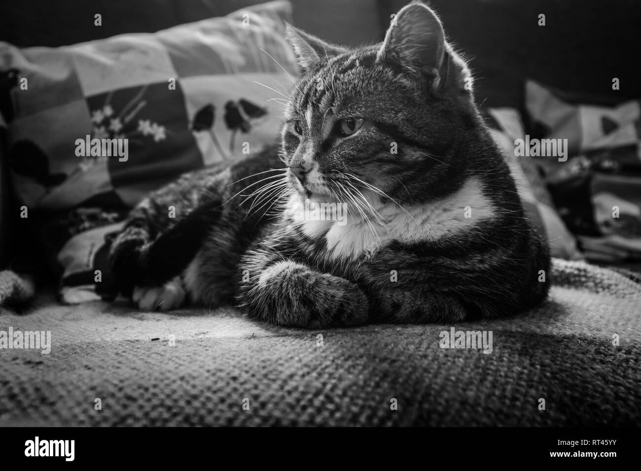 Un gros plan d'un mignon petit chat tigré tourné en noir et blanc de vous détendre sur un canapé, portrait Banque D'Images