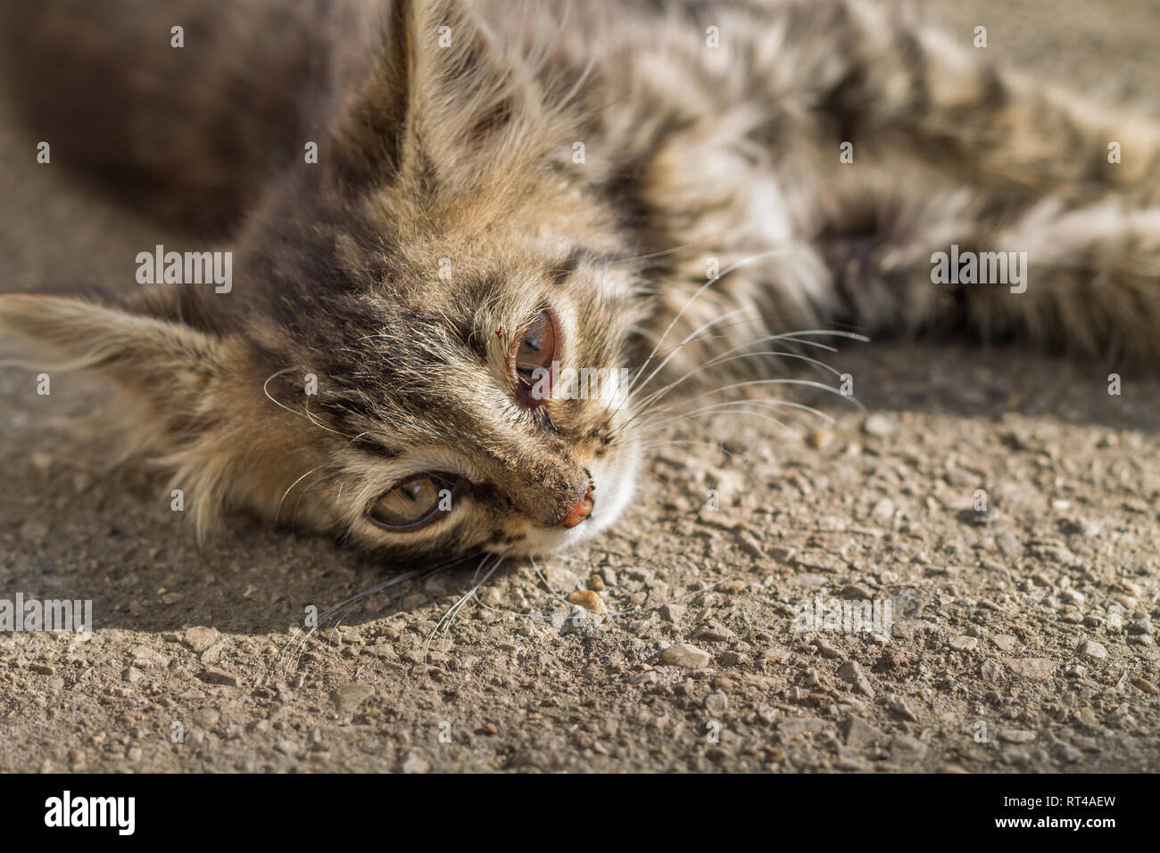 Portrait of a cute baby kitten Banque D'Images