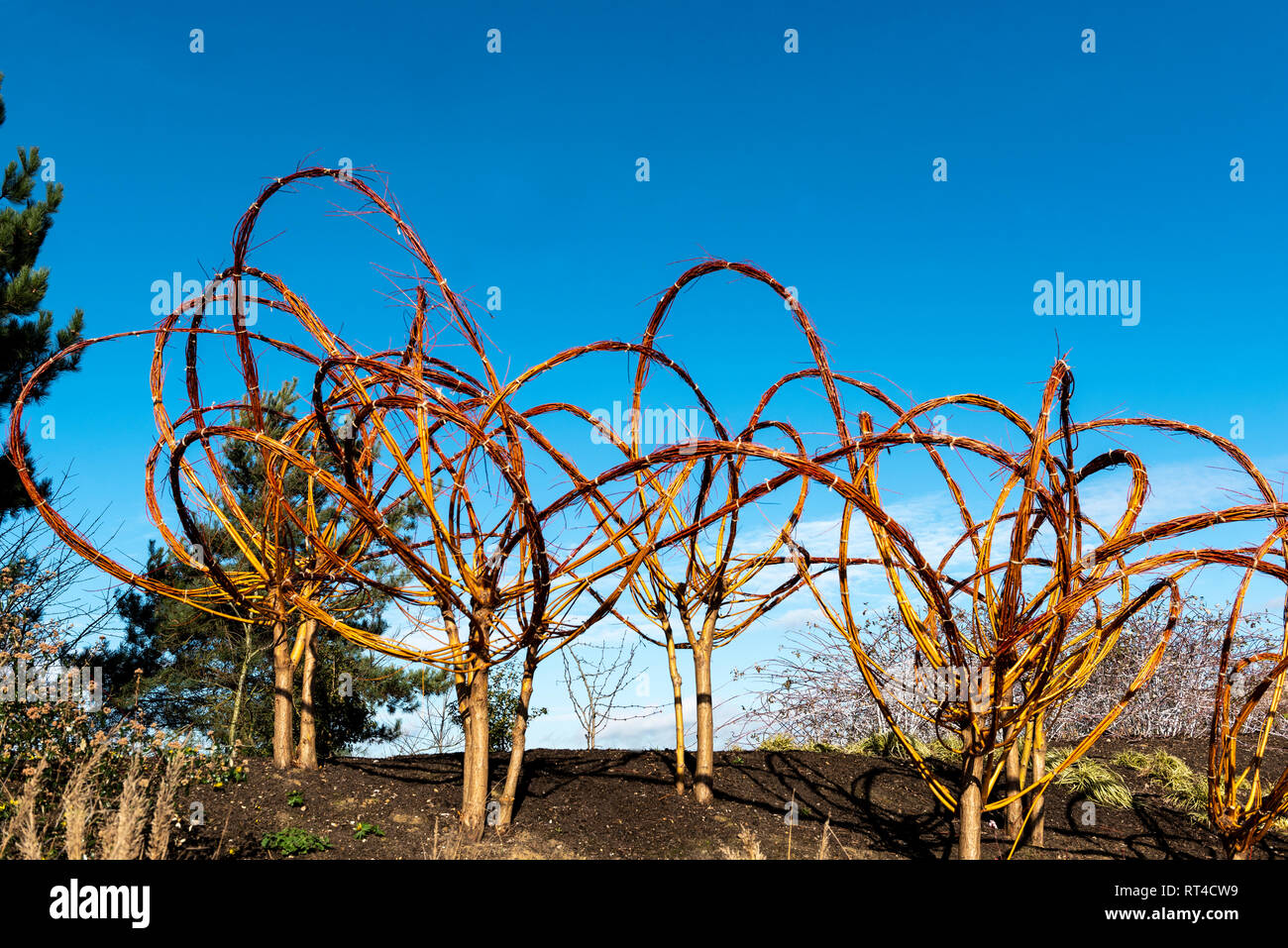 Tordu, plié et attaché des branches de saule en formes artistiques. Banque D'Images