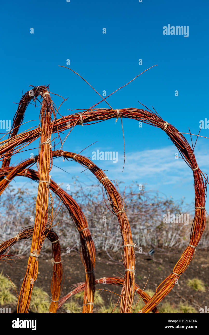 Tordu, plié et attaché des branches de saule en formes artistiques. Banque D'Images