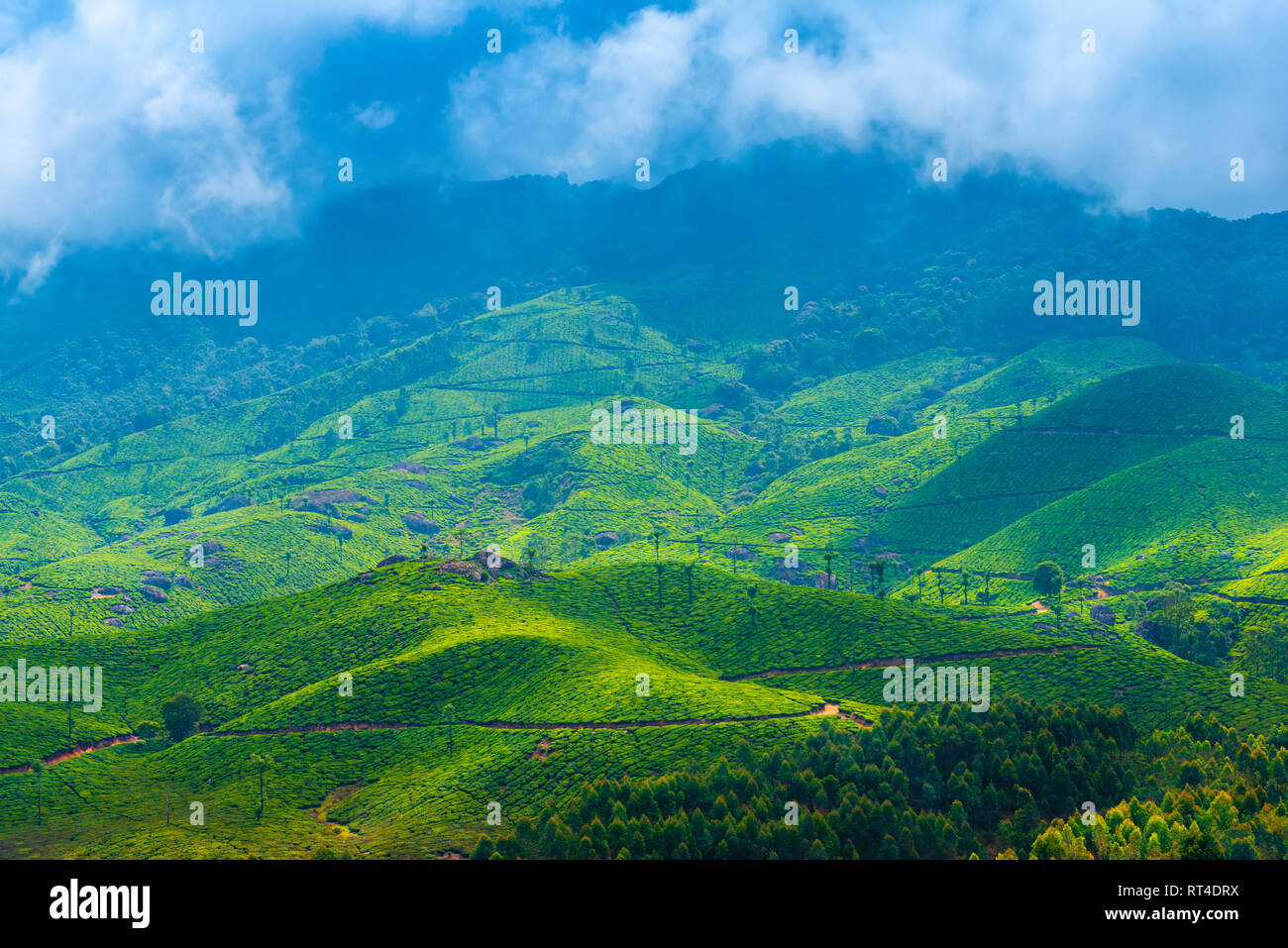 Les plantations de thé vert et de montagne avec du brouillard et des rayons, Munnar, Kerala, Inde magnifique arrière-plan de voyage Banque D'Images