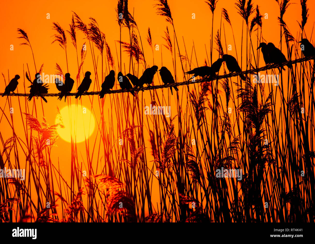 Oiseaux sur un fil de roseaux et coucher de soleil en arrière-plan. Banque D'Images