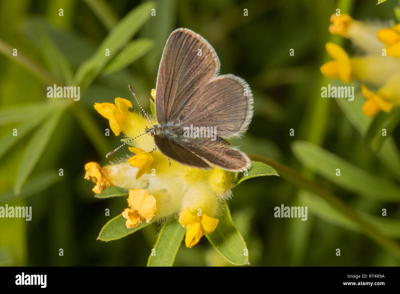 Un petit papillon bleu (Cupido minimus) de la Famille des Lycaenidae, de se nourrir de la vesce de rein. Banque D'Images