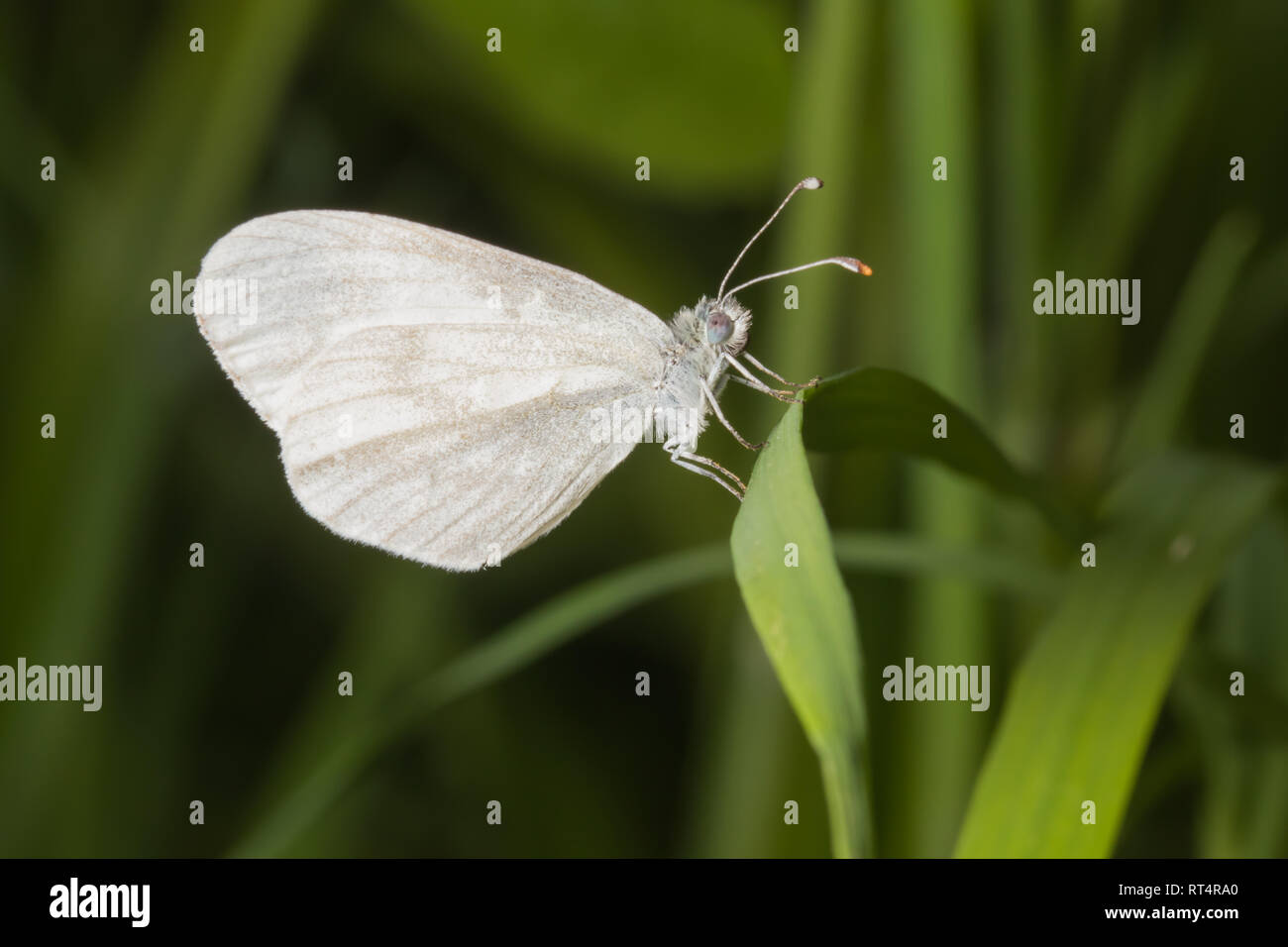 Un seul papillon blanc en bois (Leptidea sinapis) de la famille des Pieridae, de se percher sur l'herbe dans une clairière des bois. Banque D'Images