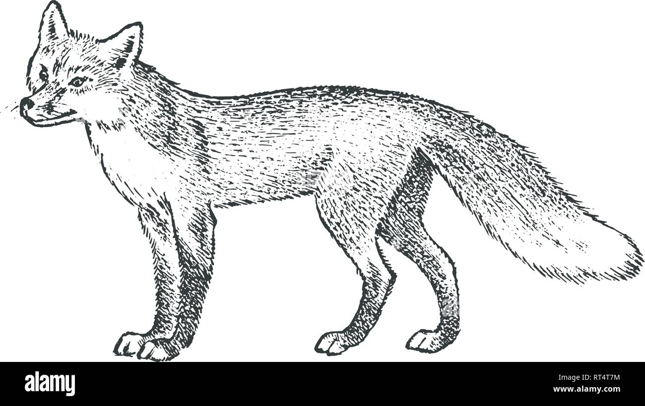 Le renard roux, l'animal sauvage. Symbole du nord et la forêt. Vintage style monochrome. Prédateur dans l'Europe. Croquis à main gravée pour la bannière ou l'étiquette Illustration de Vecteur