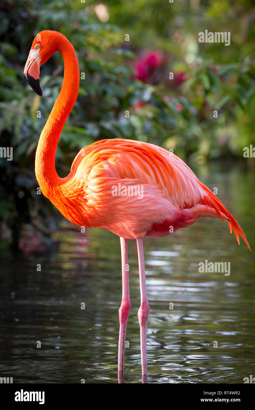 American Flamingo (Phoenicopterus Ruper) dans l étang à Everglades Wonder Garden, Bonita Springs, Florida, USA Banque D'Images