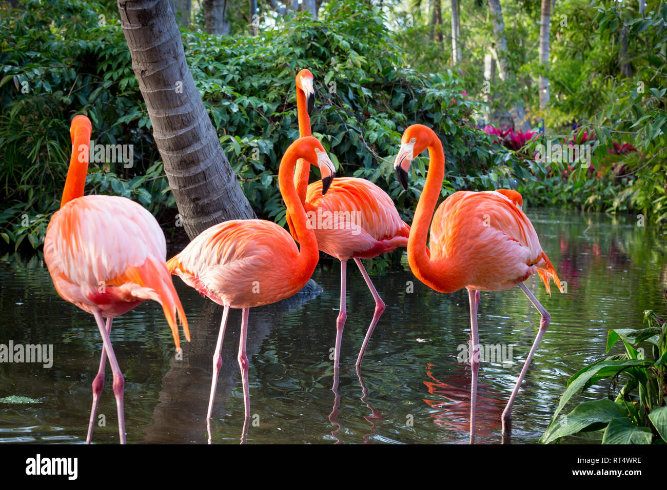 American Flamingo (Phoenicopterus Ruper) dans l étang à Everglades Wonder Garden, Bonita Springs, Florida, USA Banque D'Images