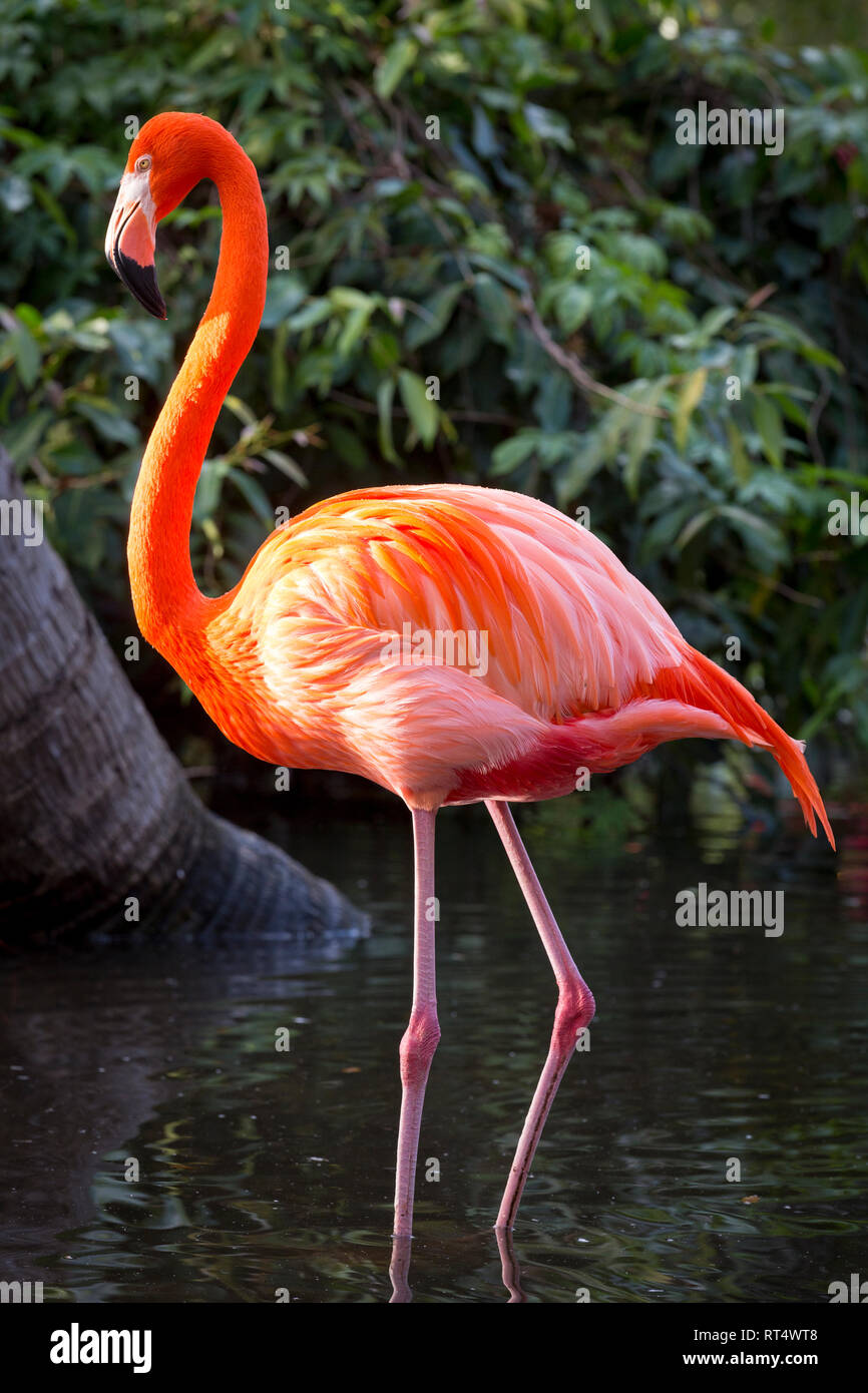 American Flamingo (Phoenicopterus Ruper) dans l étang à Everglades Wonder Garden, Bonita Springs, Florida, USA Banque D'Images