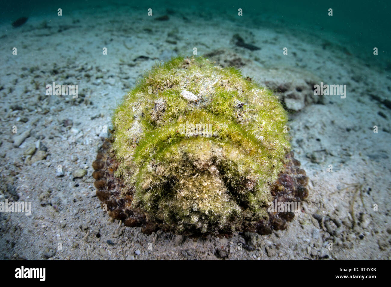 Un récif camouflé poisson-pierre attend d'embuscade de proies. Banque D'Images Un récif camouflé poisson-pierre attend d'embuscade de proies. Banque D'Images
