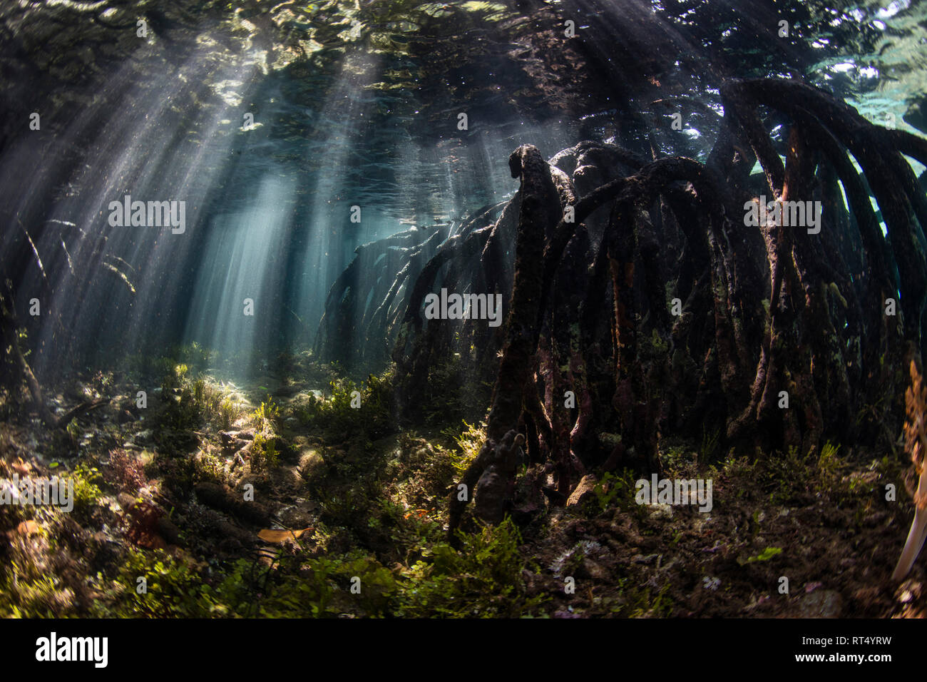 Des faisceaux de lumière du soleil percer l'ombre d'une forêt de mangrove de l'eau bleu de Raja Ampat. Banque D'Images Des faisceaux de lumière du soleil percer l'ombre d'une forêt de mangrove de l'eau bleu de Raja Ampat. Banque D'Images