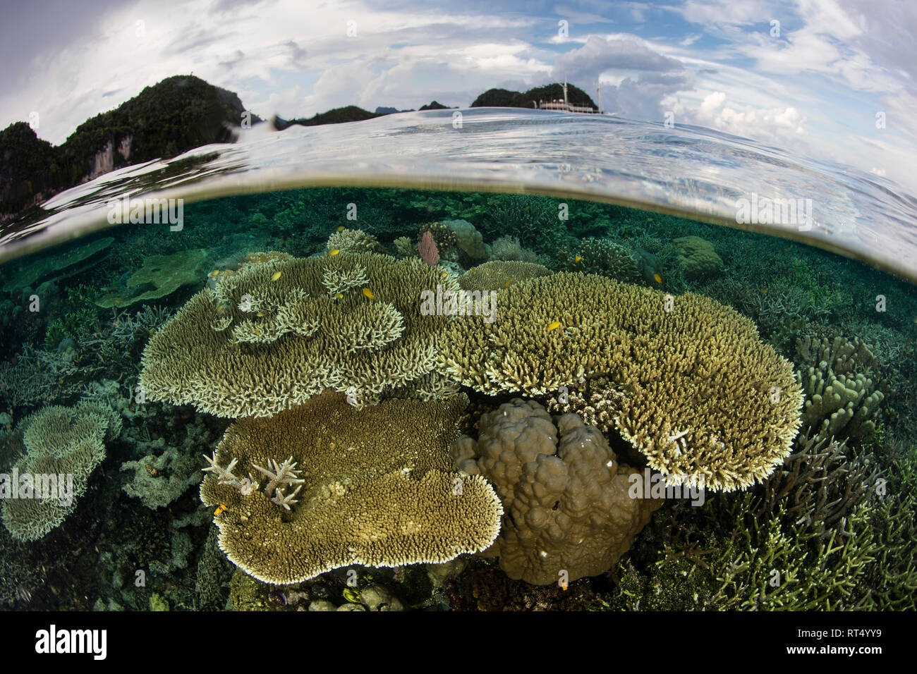 Un beau récif de corail se développe parmi les îles tropicales de Raja Ampat, en Indonésie. Banque D'Images Un beau récif de corail se développe parmi les îles tropicales de Raja Ampat, en Indonésie. Banque D'Images